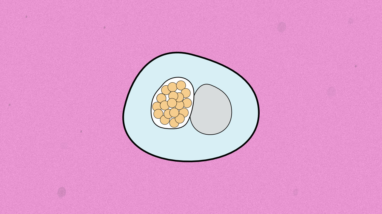 Bild på bakterie som orsakar klamydia