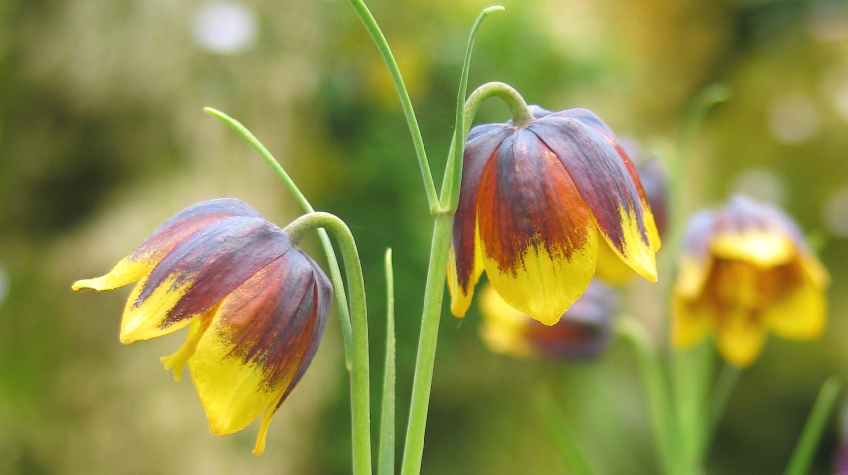 Ingen beskrivning tillgänglig