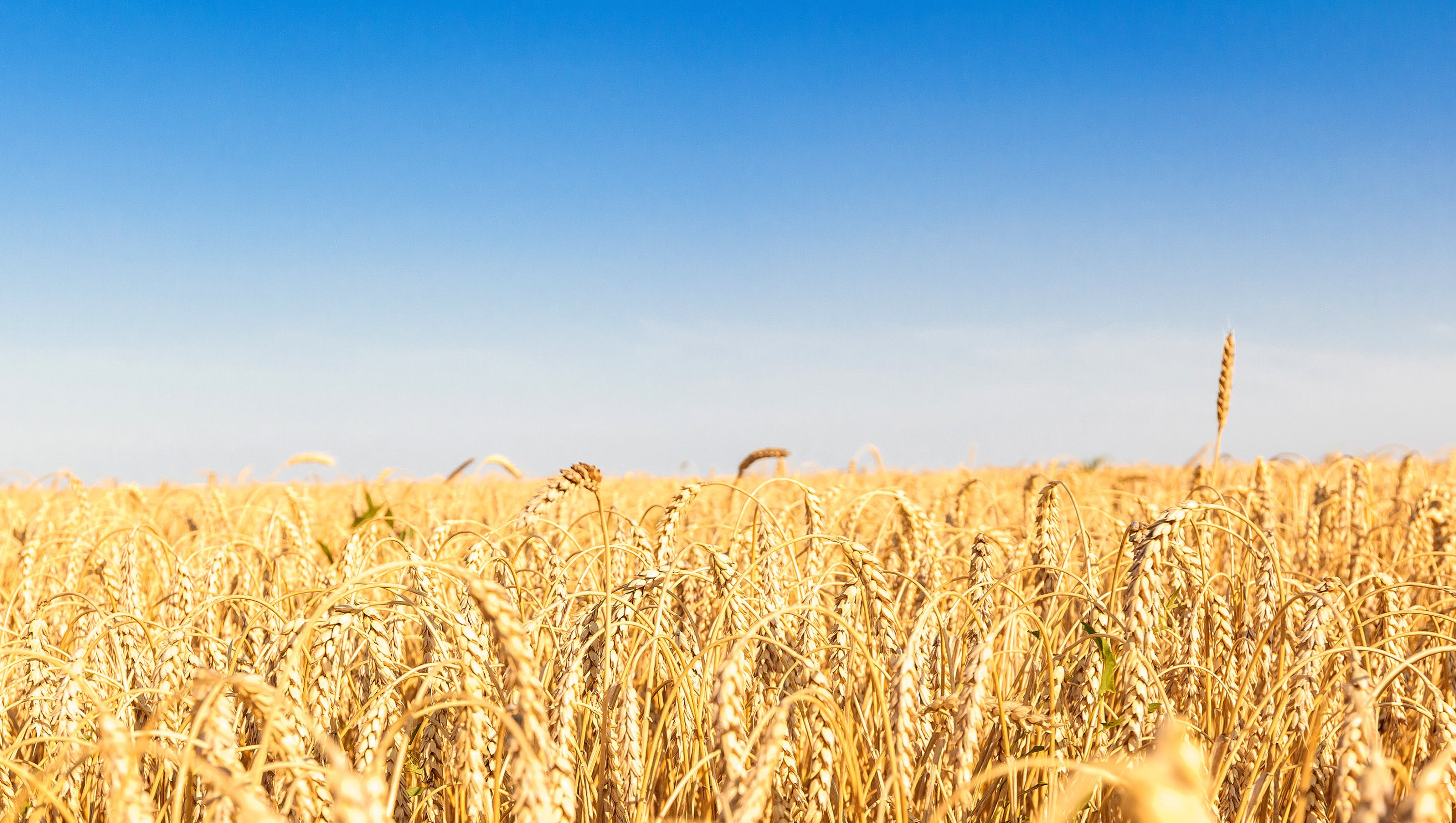 the wheat fields in sunny summer day
