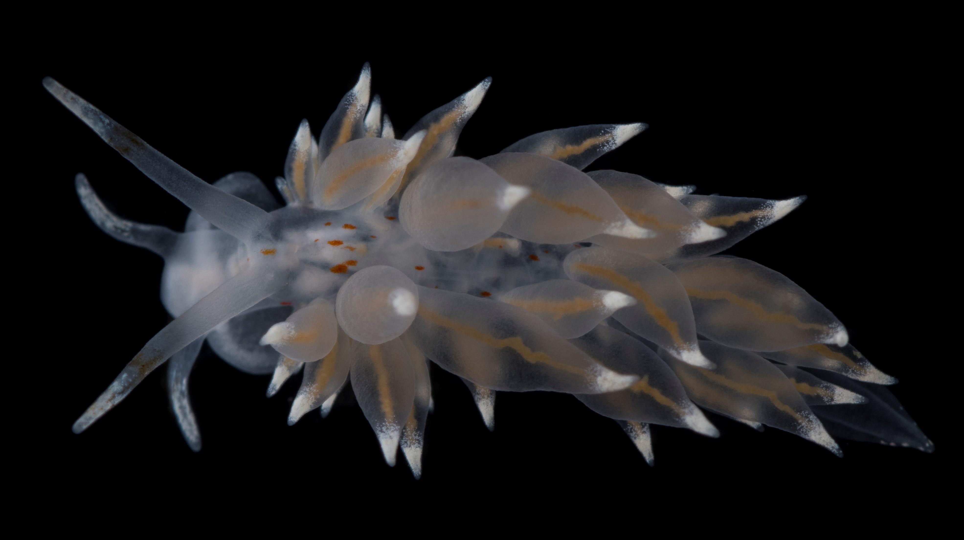 Rödfläckig rygghorning från Väderöarna.