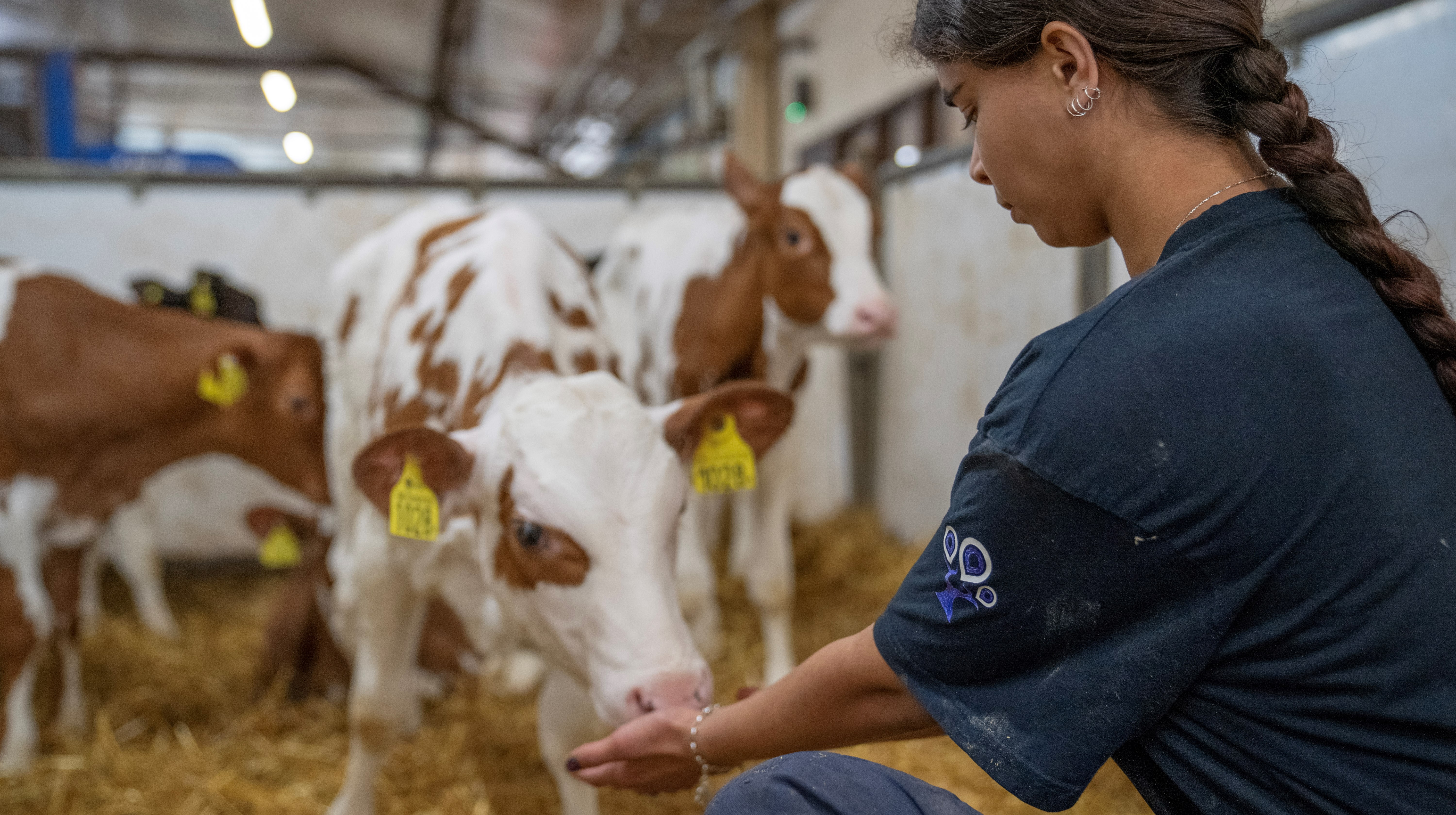 Elev sitter ner och sträcker fram handen mot en nosande kalv
