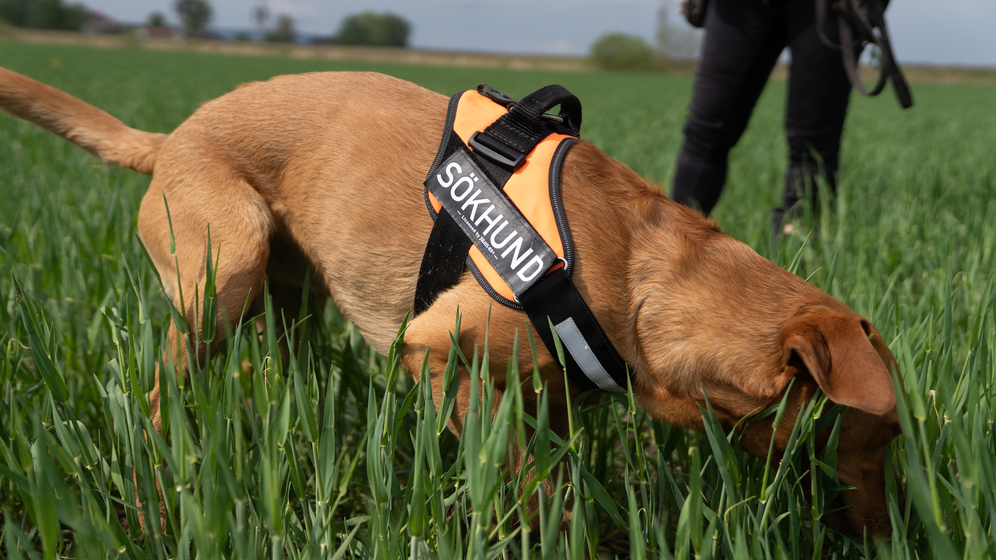 Hund med sele nosar i högt gräs